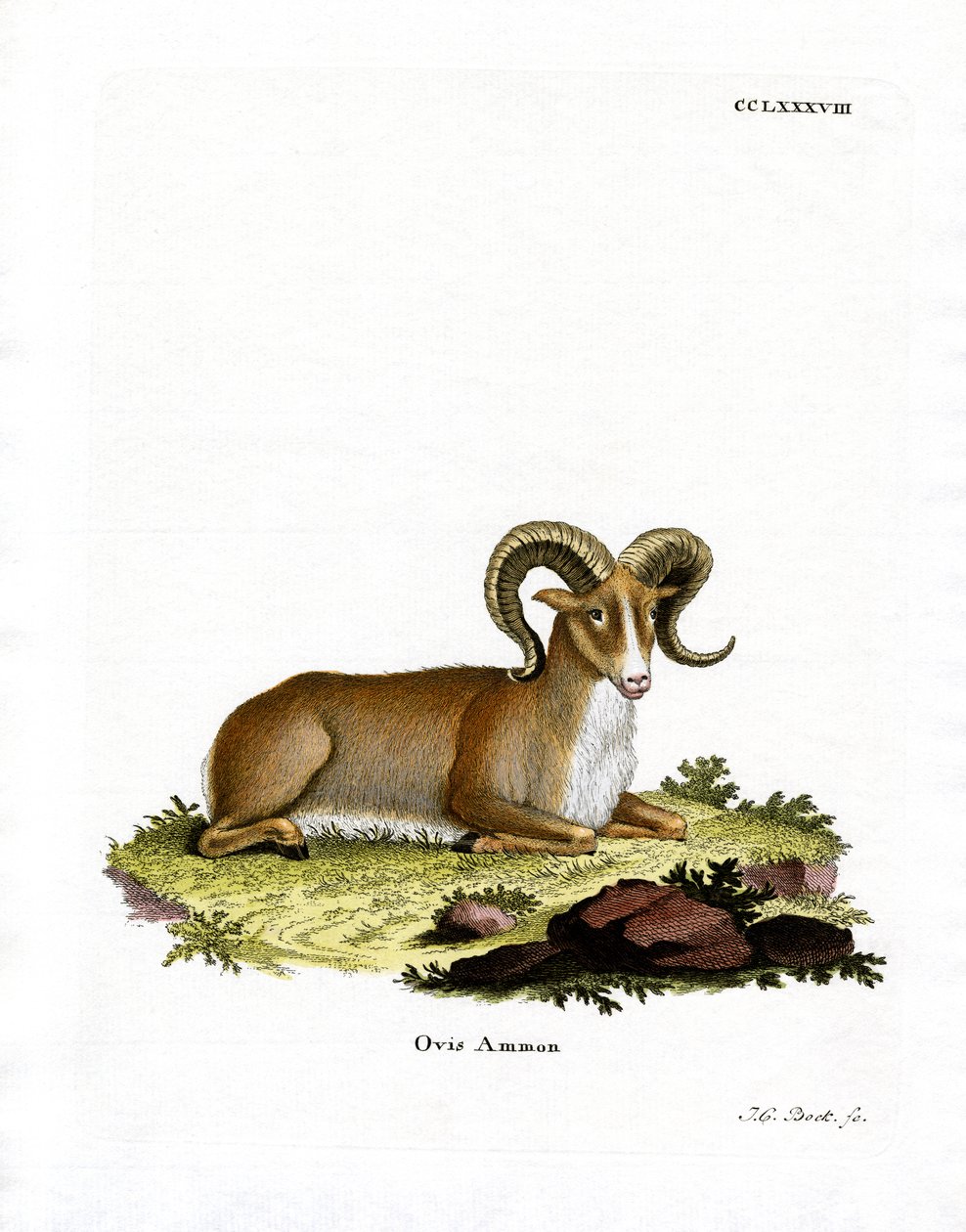 Argali by German School