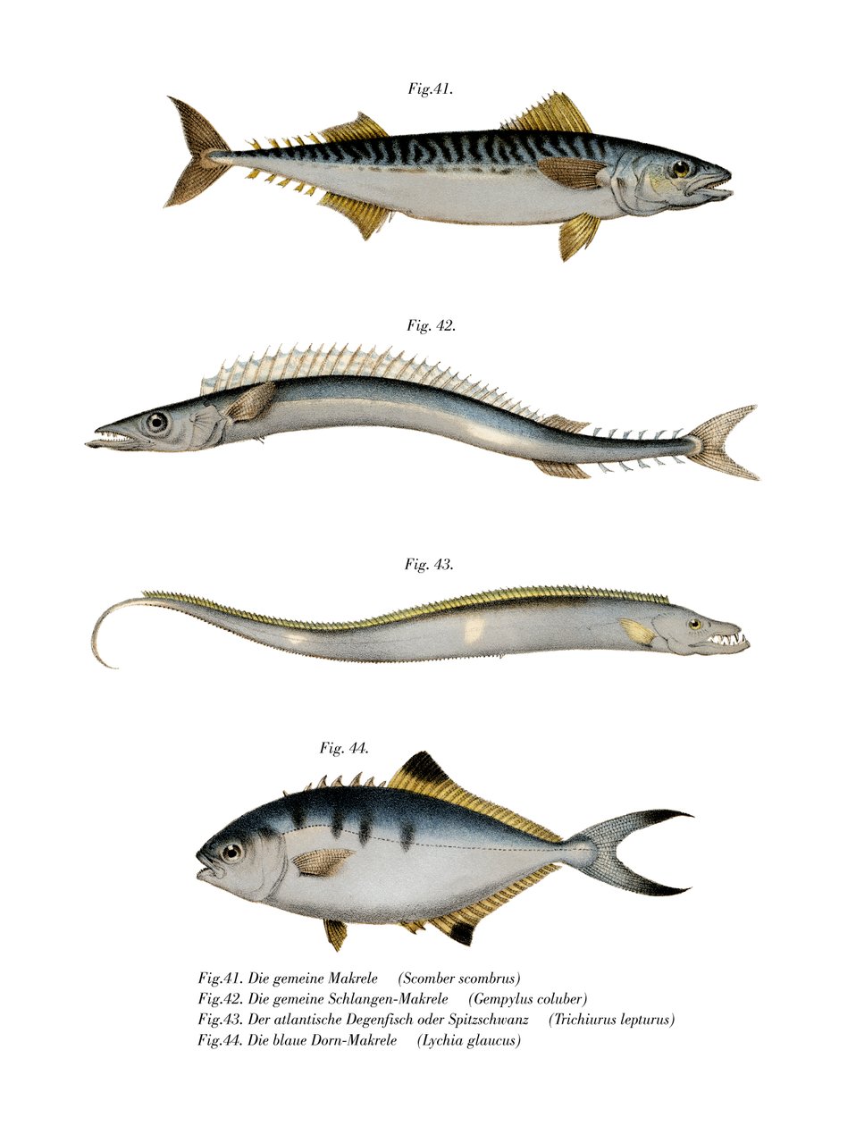 Atlantic Mackerel by German School