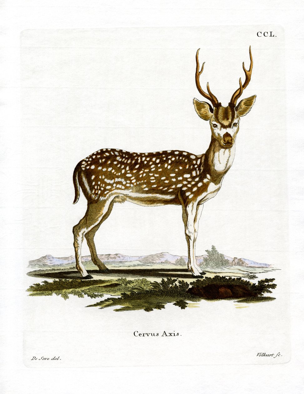 Axis Deer by German School