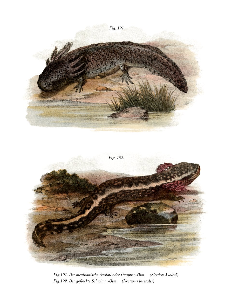 Axolotl by German School