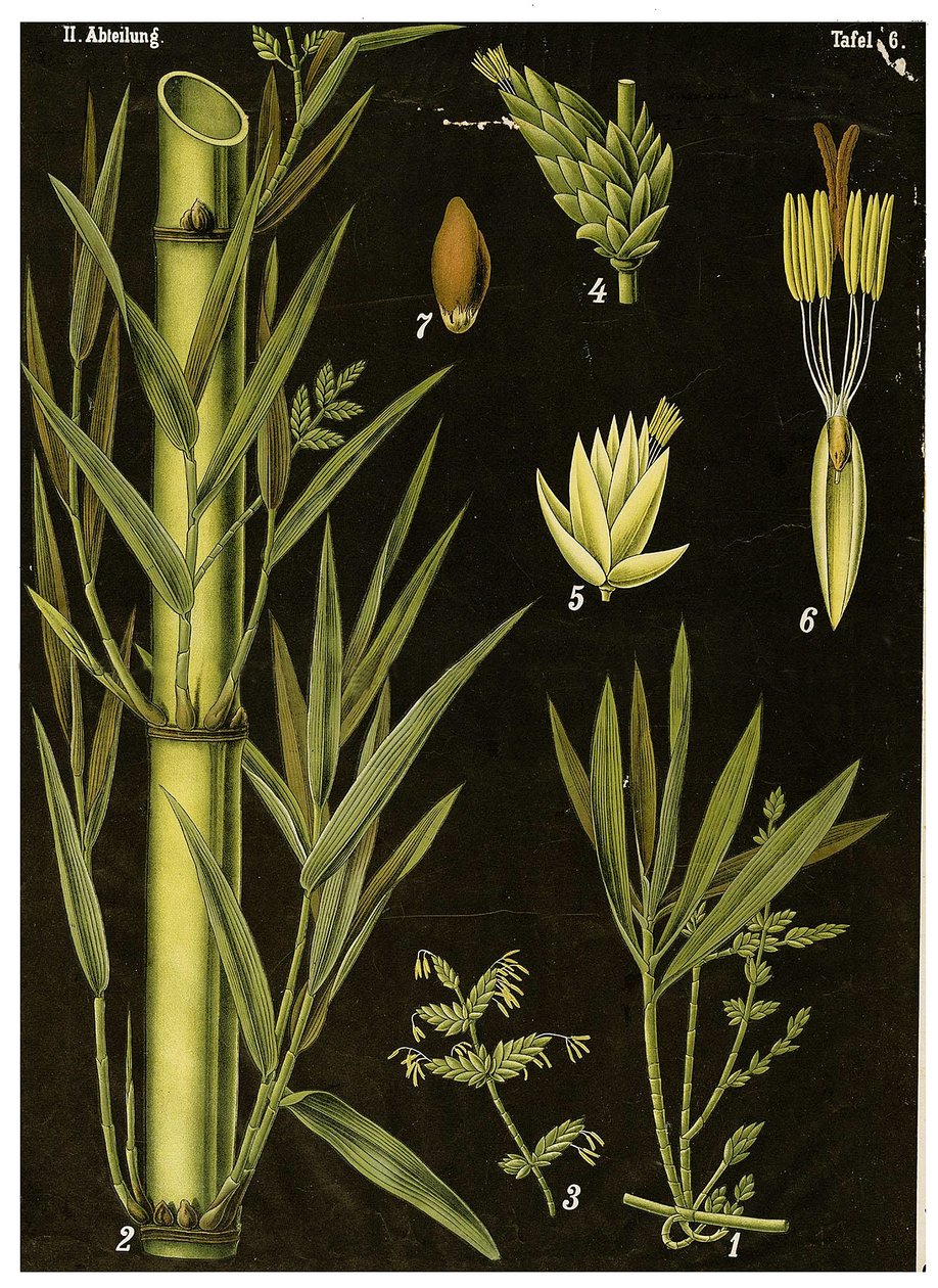 Bamboo by German School
