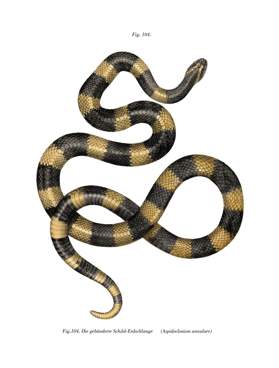 Banded Krait by German School