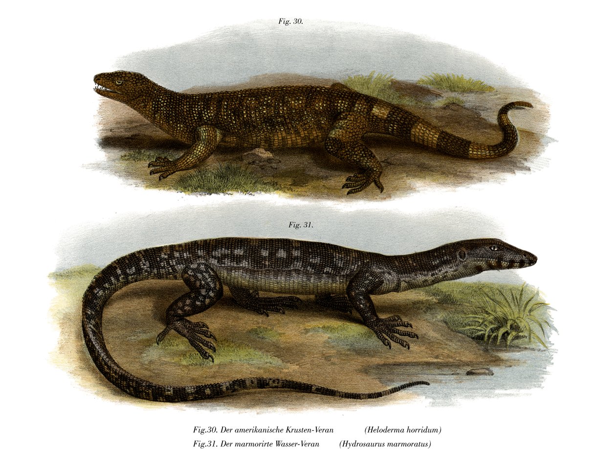 Beaded Lizard by German School