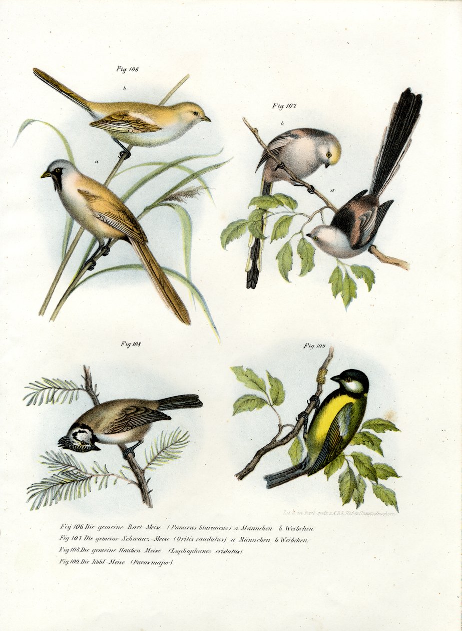 Bearded Parrotbill by German School
