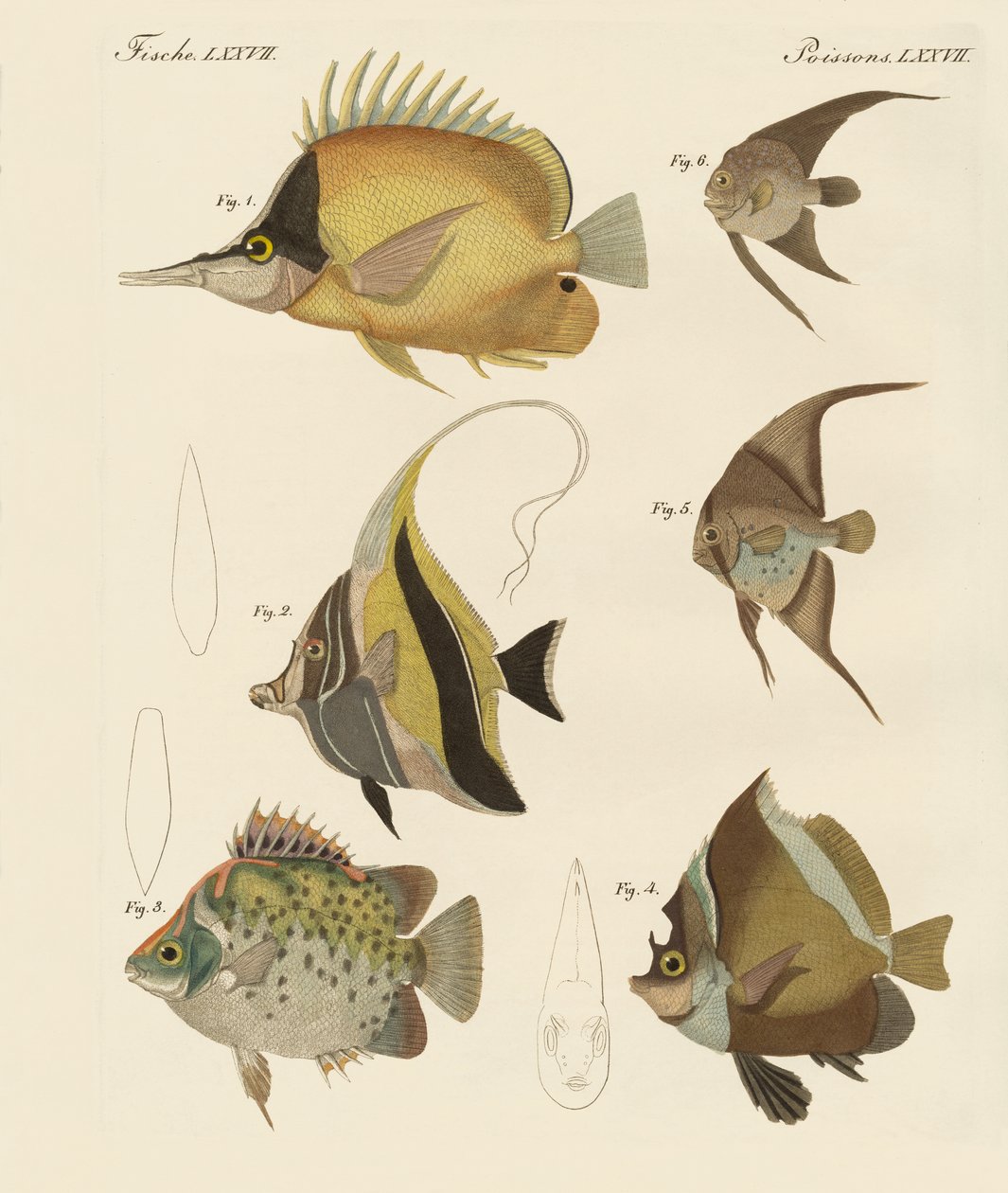 Beautiful Fish by German School
