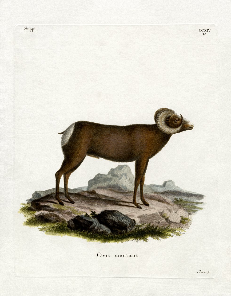 Bighorn Sheep by German School