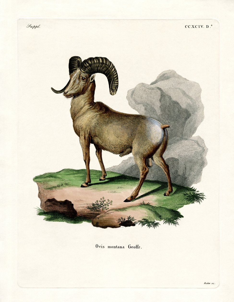 Bighorn Sheep by German School