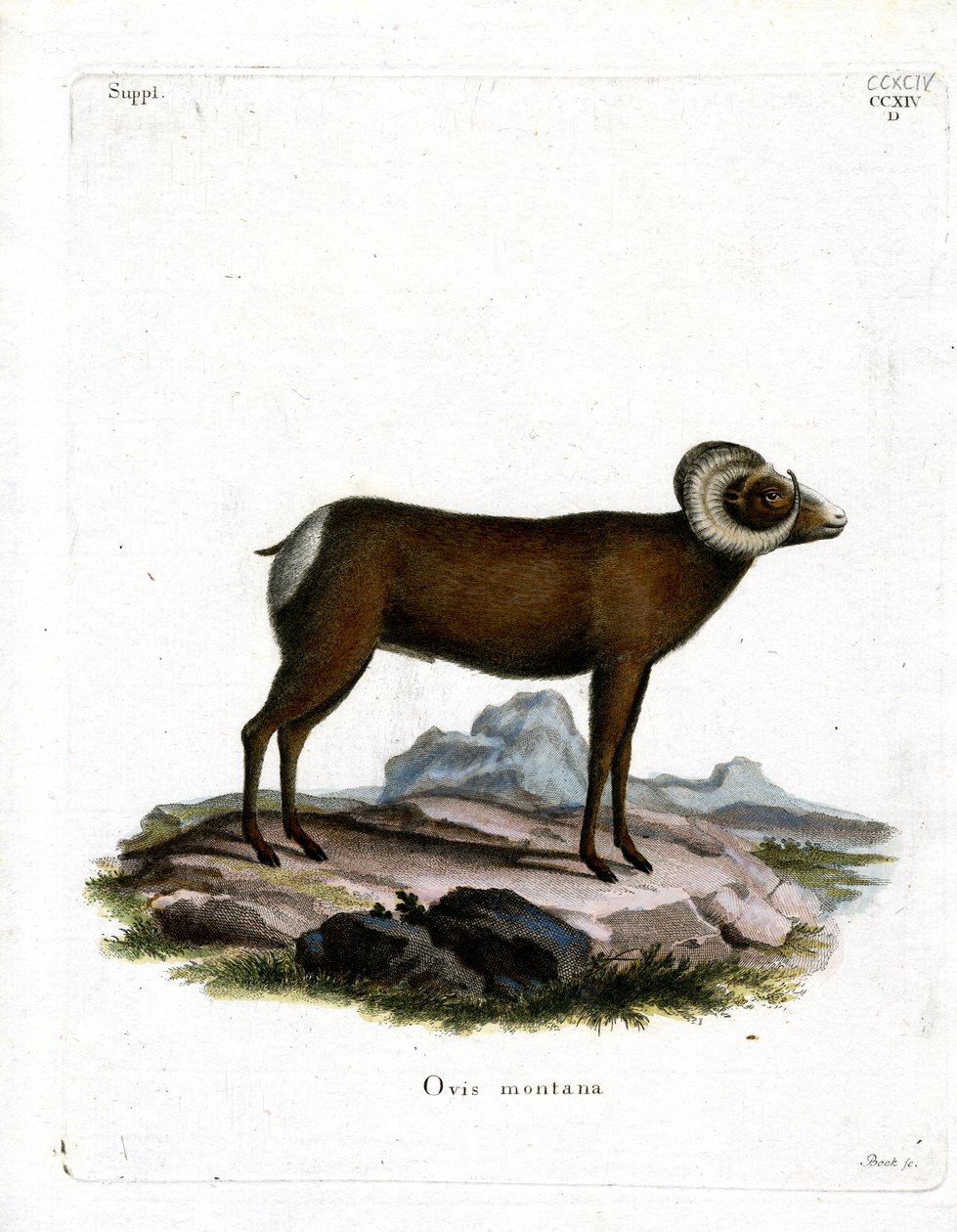 Bighorn Sheep by German School