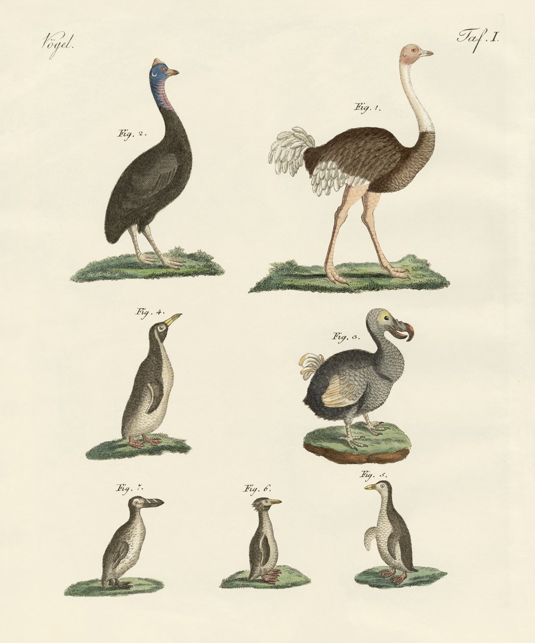 Birds by German School