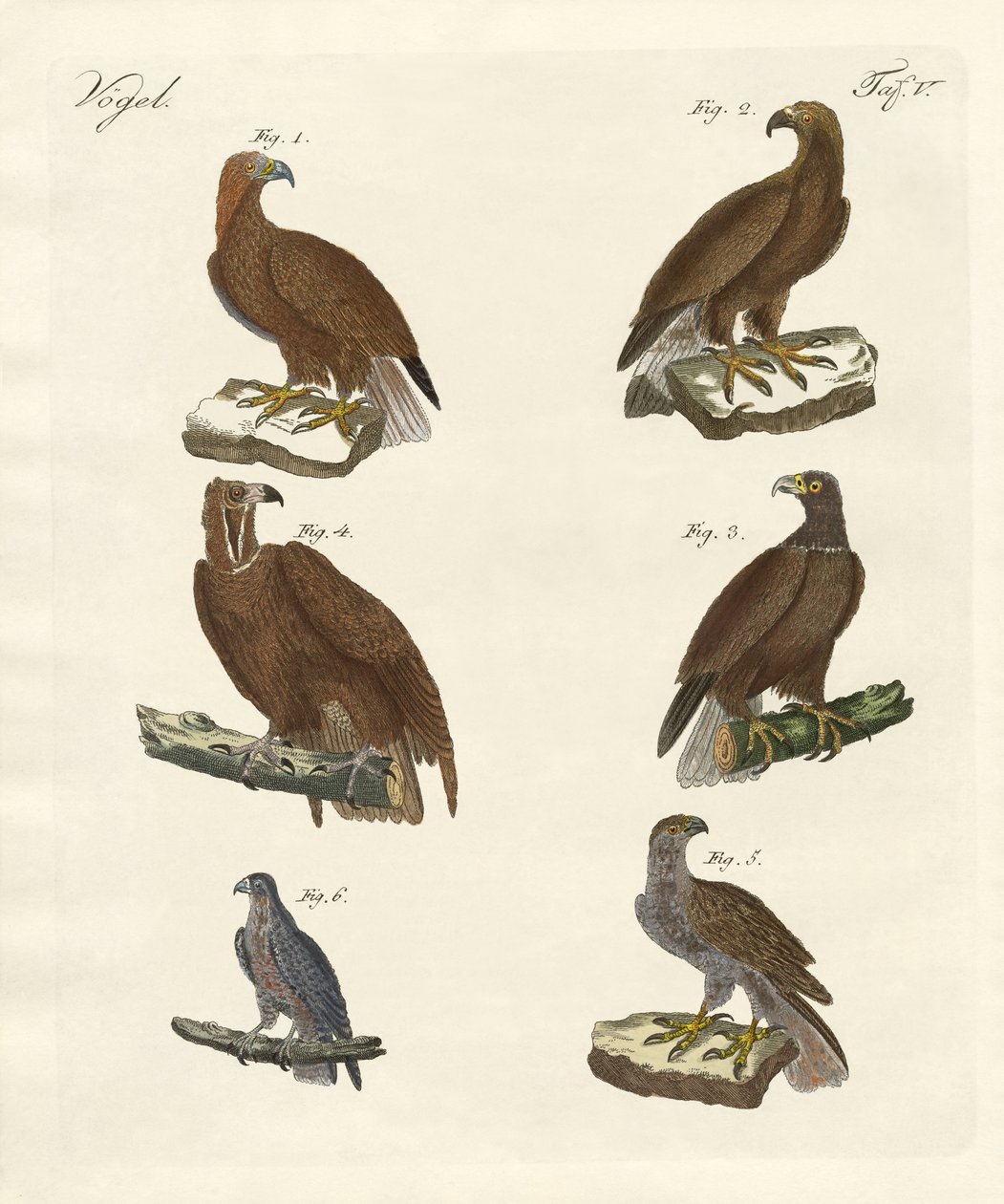 Birds of prey by German School