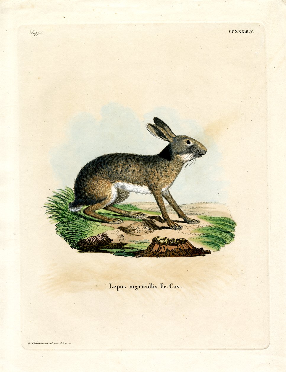 Black-naped Hare by German School