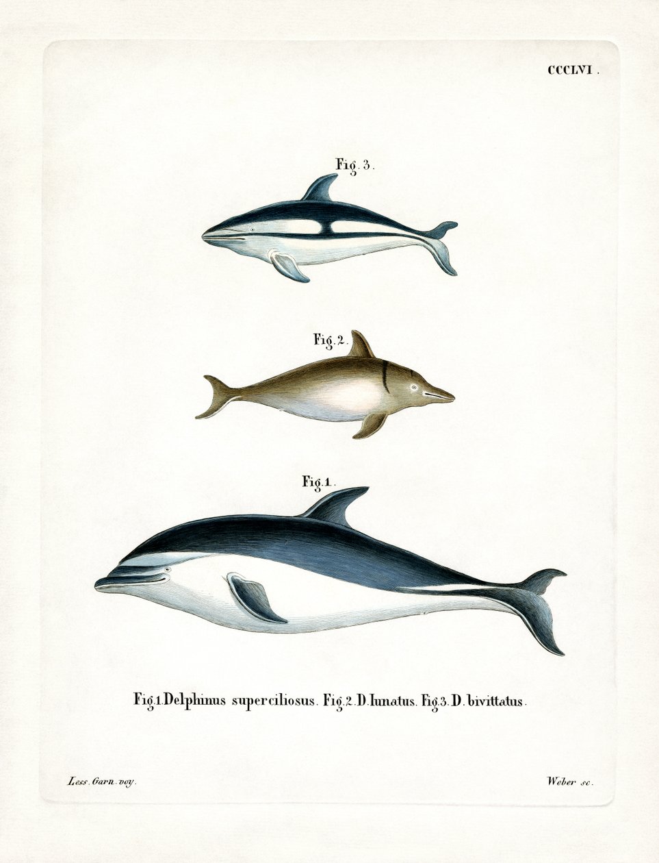Black Dolphin by German School