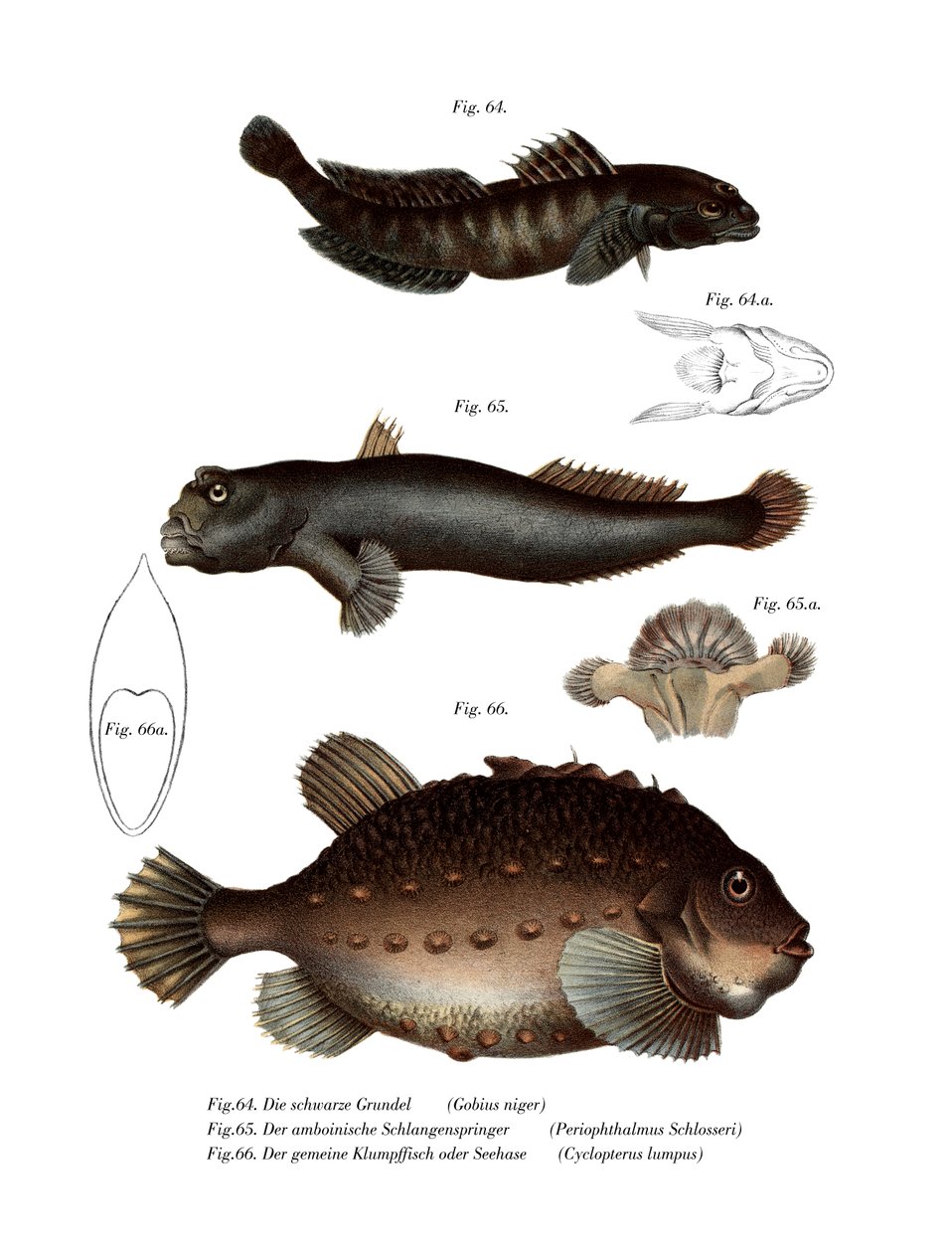Black Goby by German School