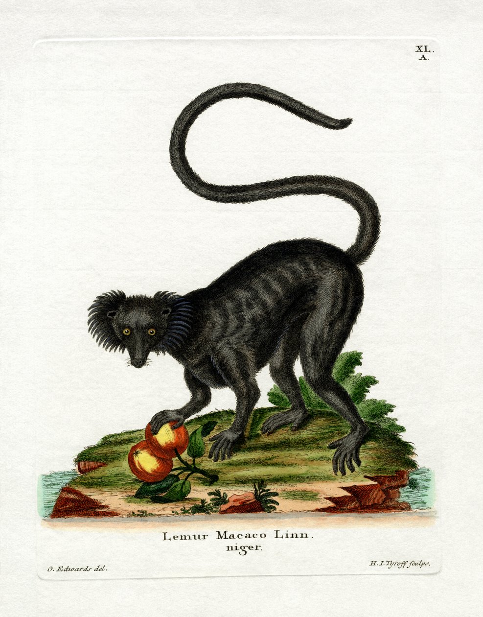 Black Lemur by German School