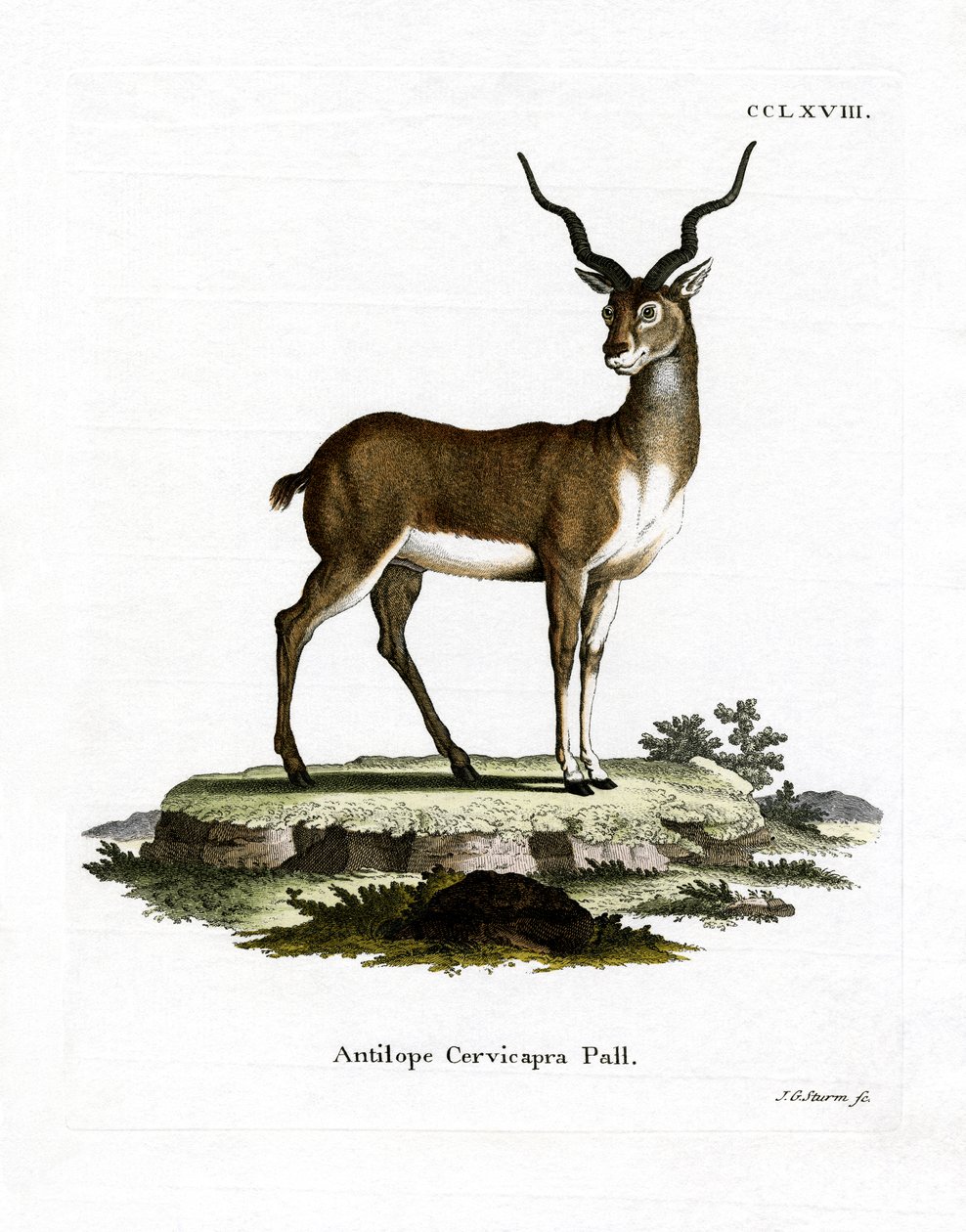 Blackbuck by German School