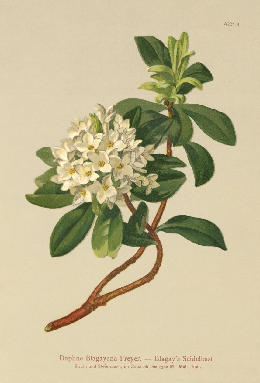 Blagays Daphne by German School