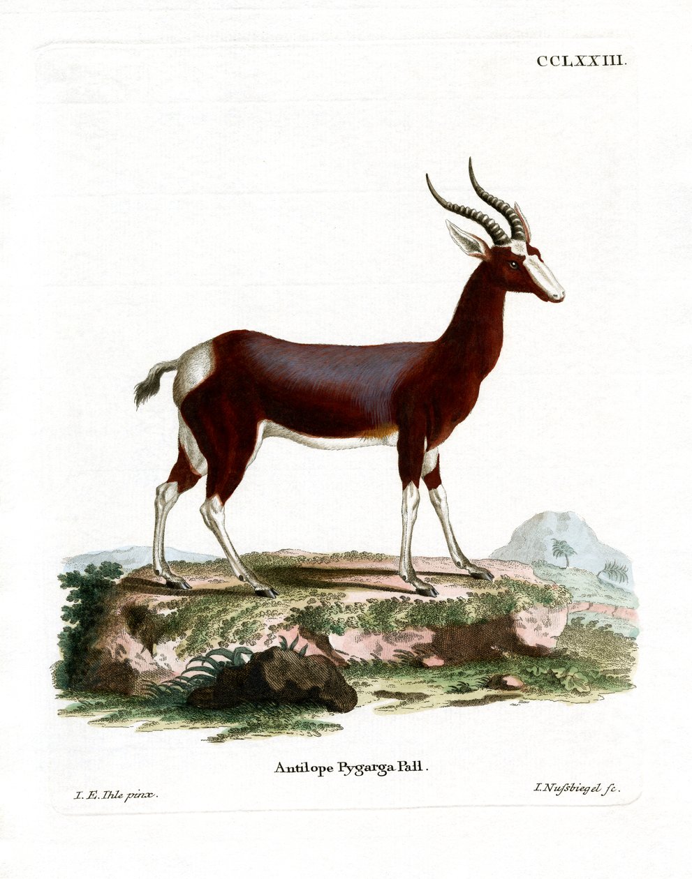 Bontebok by German School