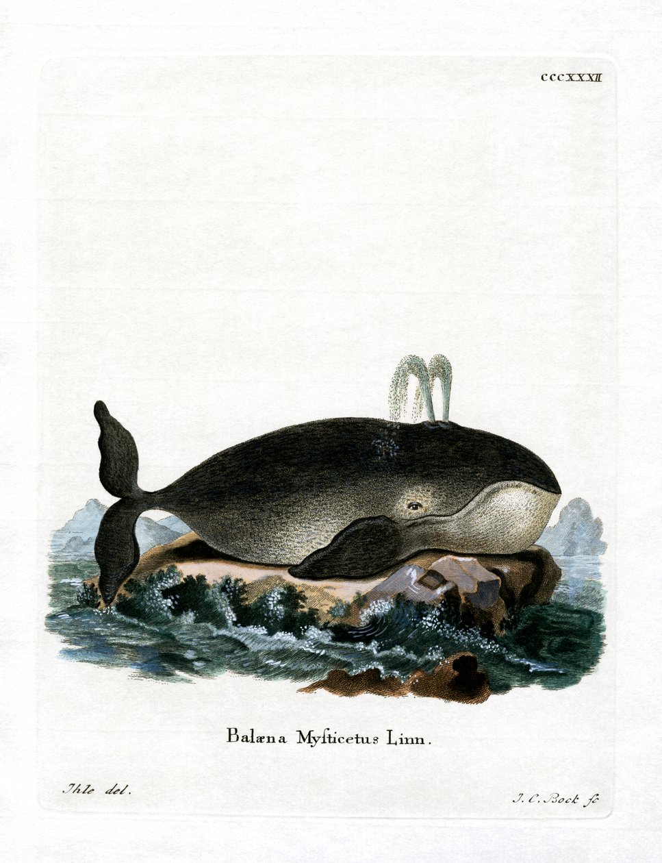 Bowhead Whale by German School