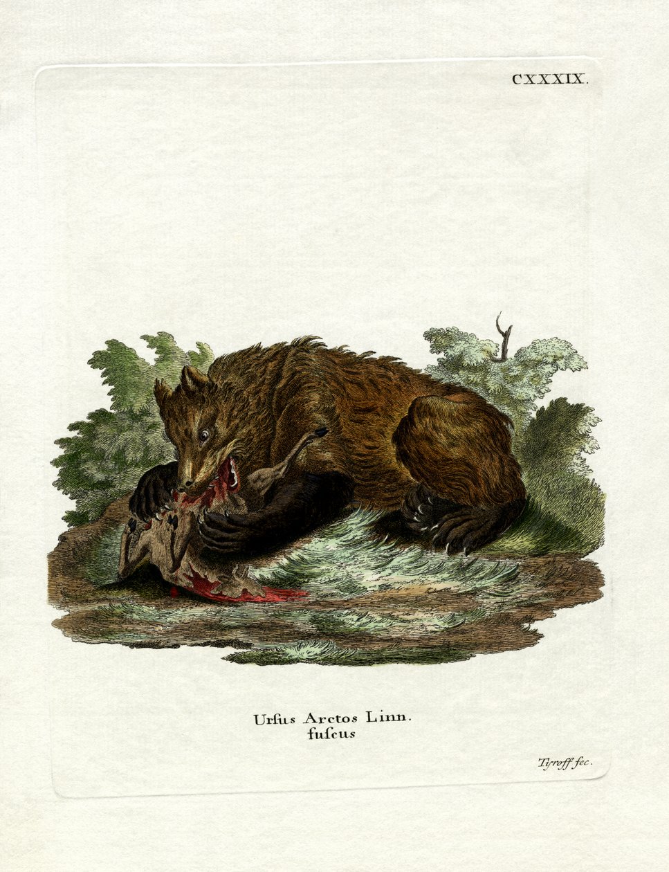 Brown Bear by German School