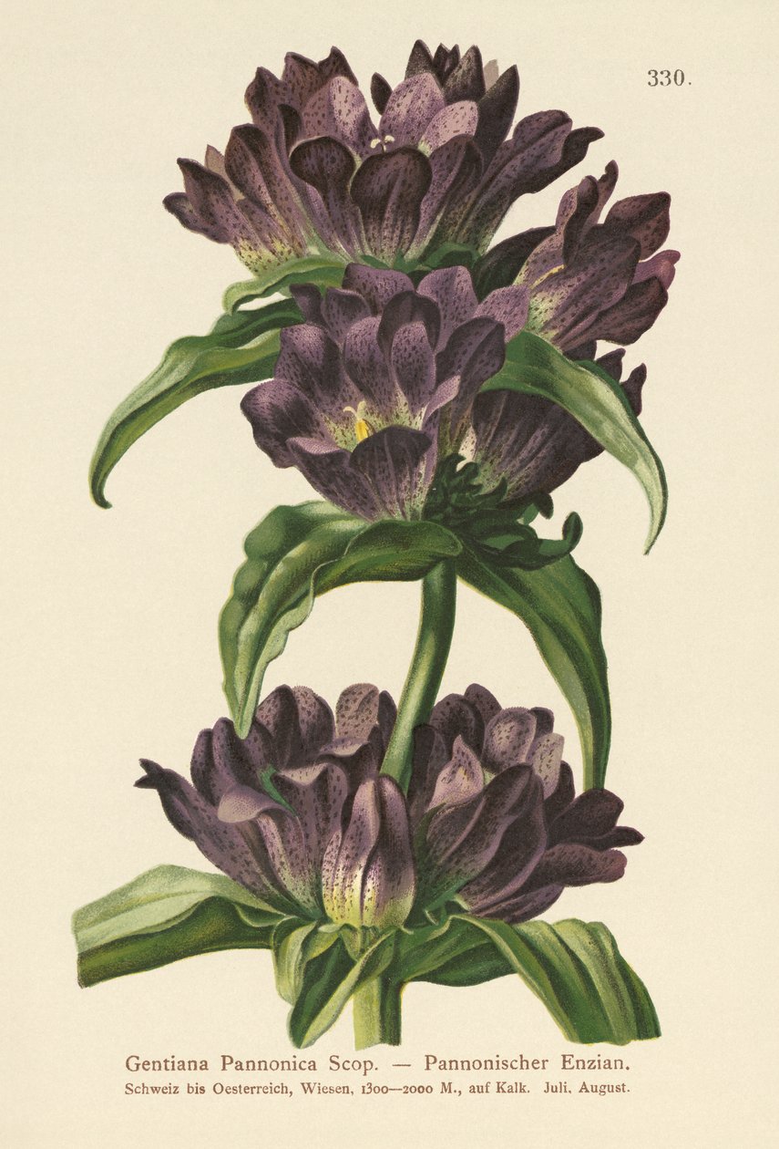 Brown Gentian by German School