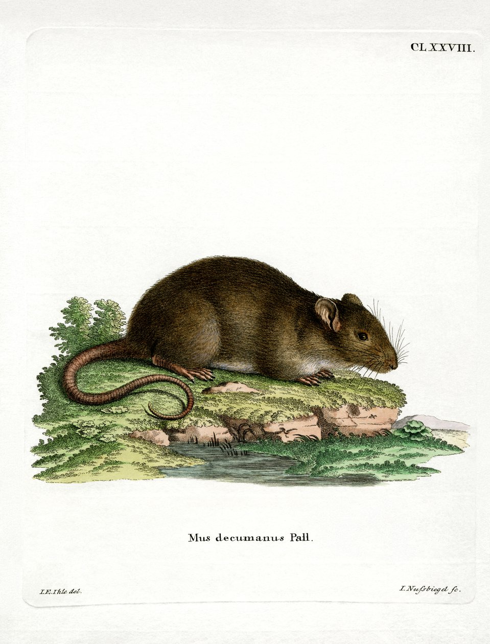 Brown Rat by German School