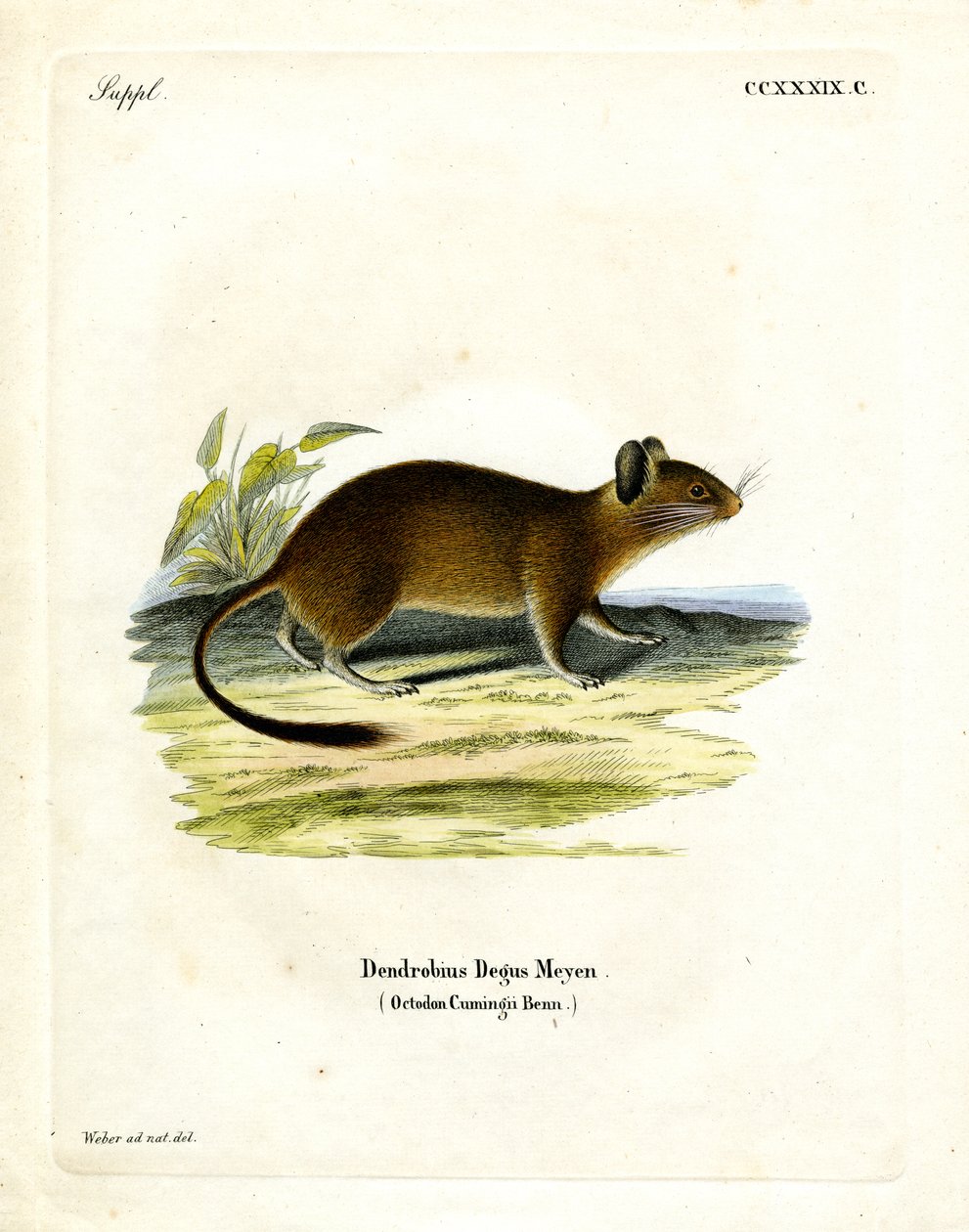 Brush-tailed Rat by German School