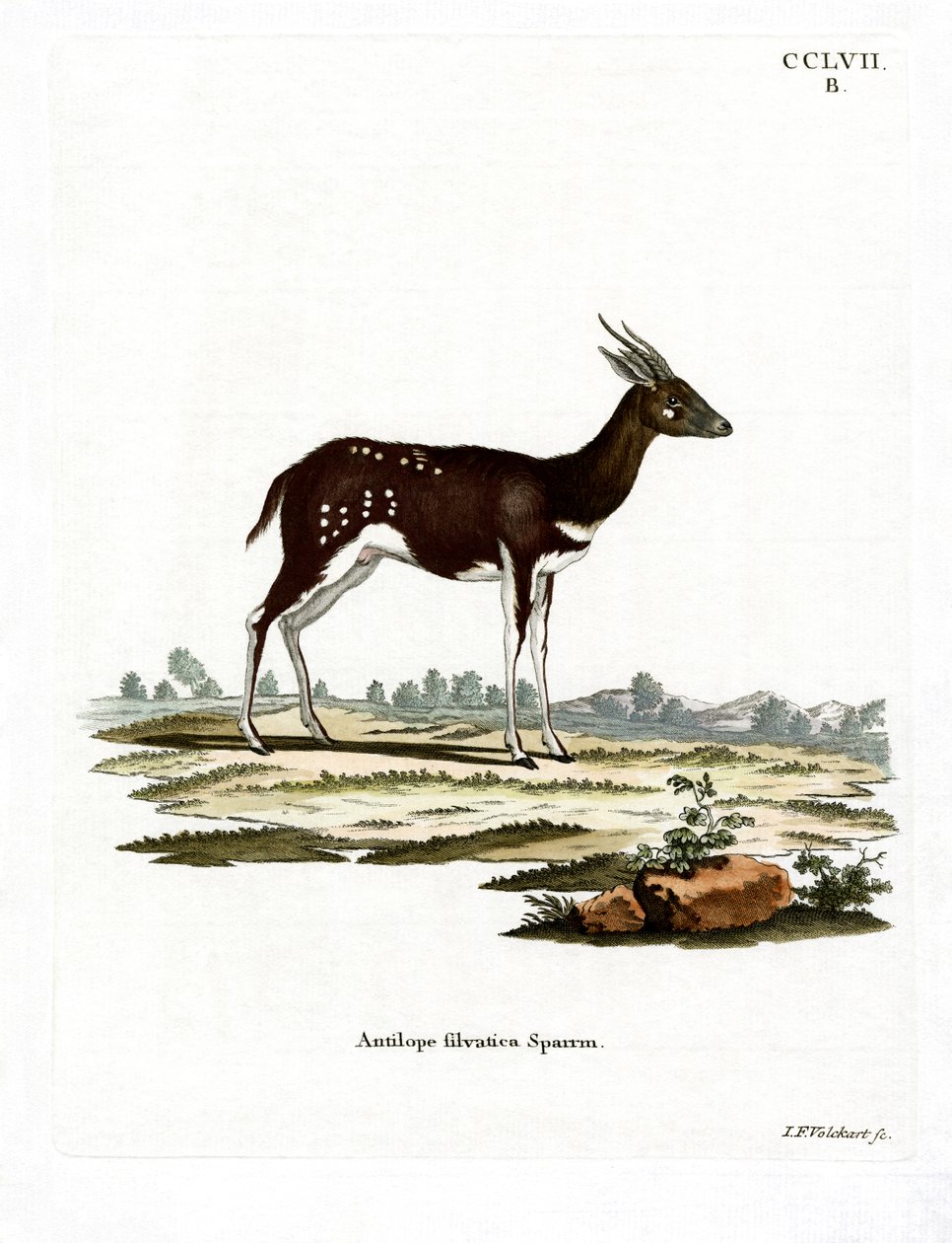 Bushbuck by German School