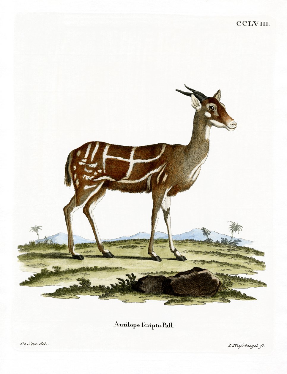 Bushbuck by German School