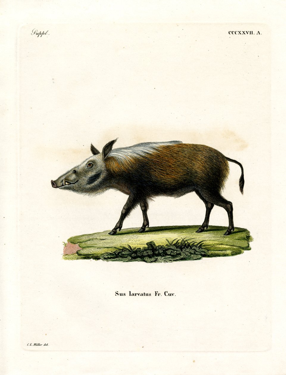 Bushpig by German School