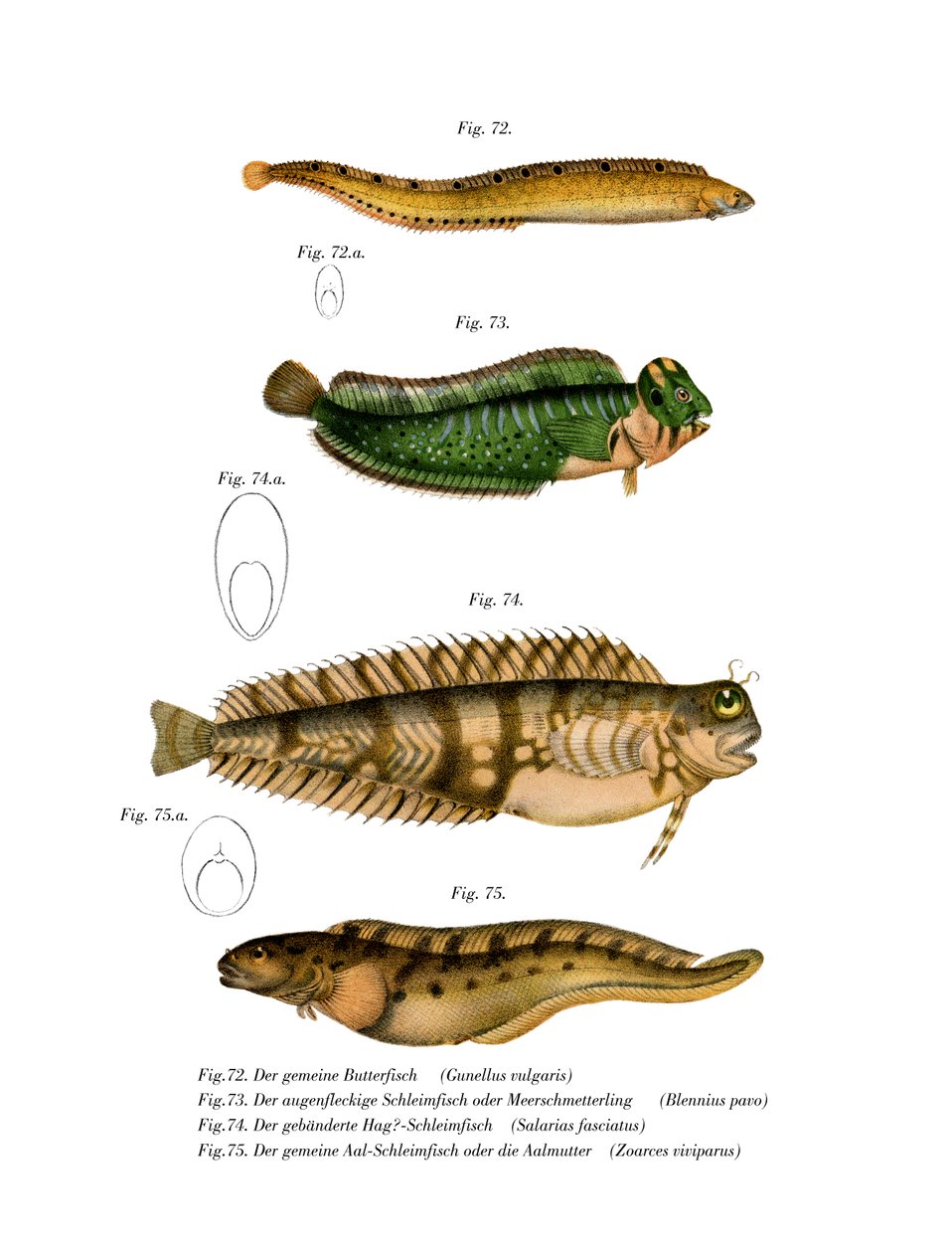 Butterfish by German School