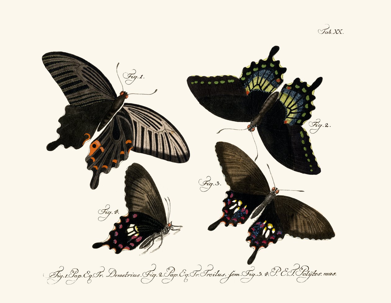 Butterflies by German School