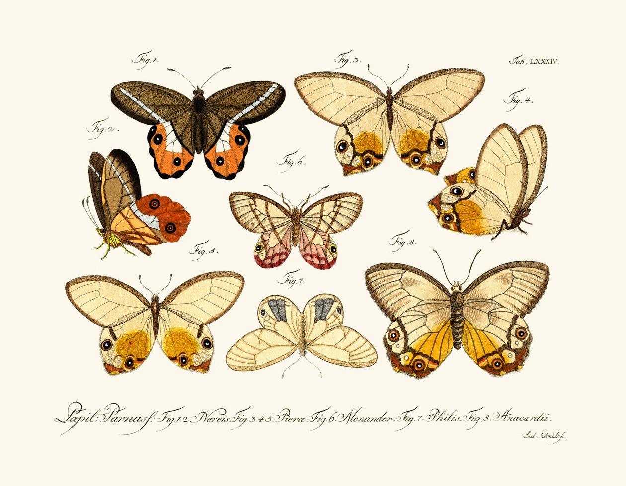 Butterflies by German School