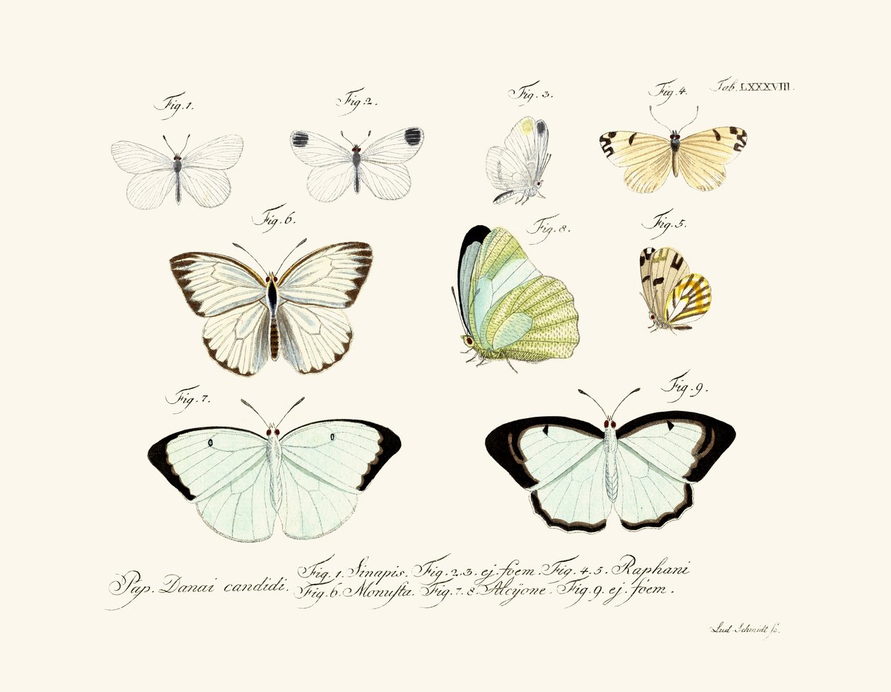 Butterflies by German School