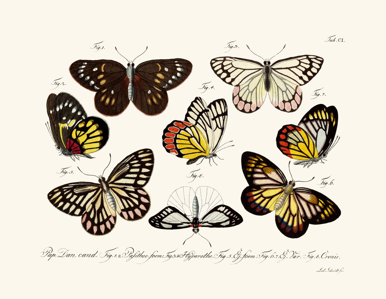 Butterflies by German School