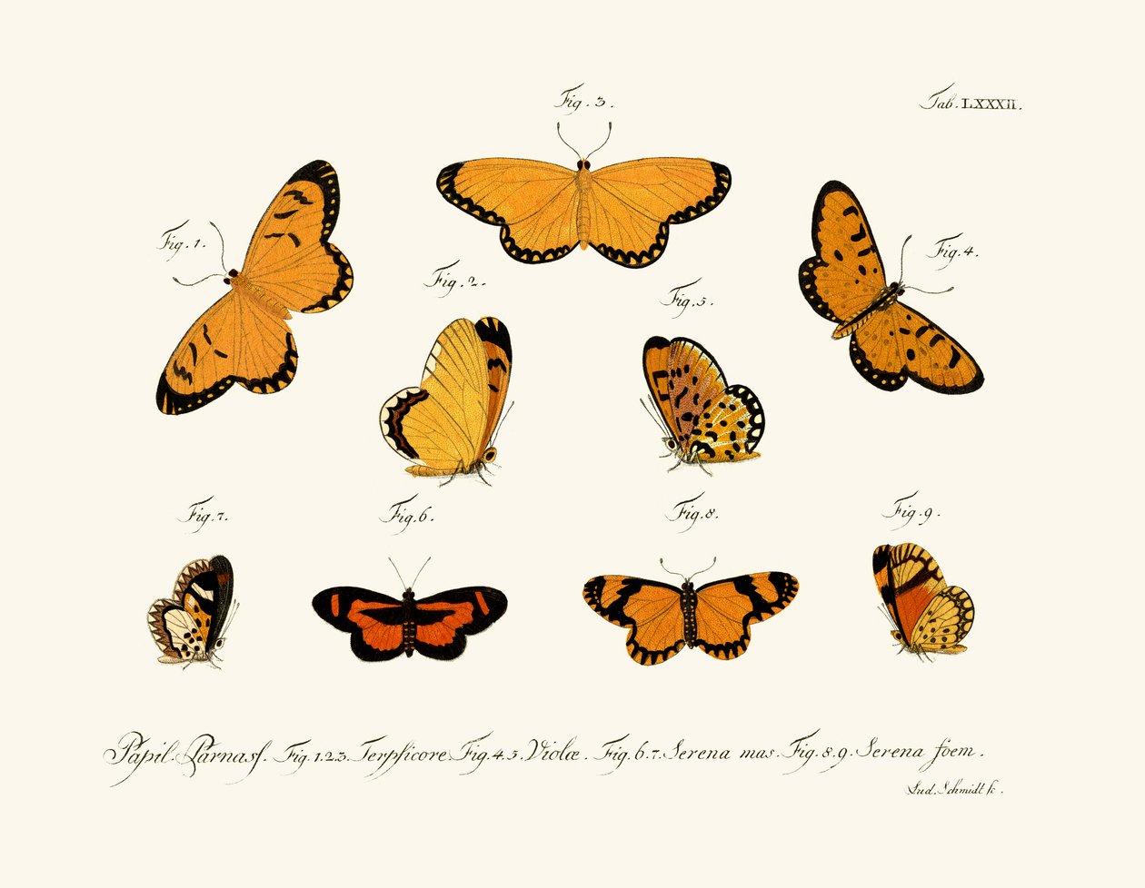 Butterflies by German School