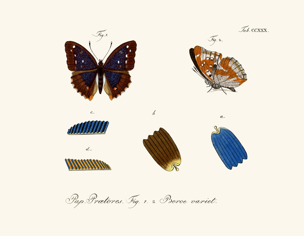 Butterflies by German School