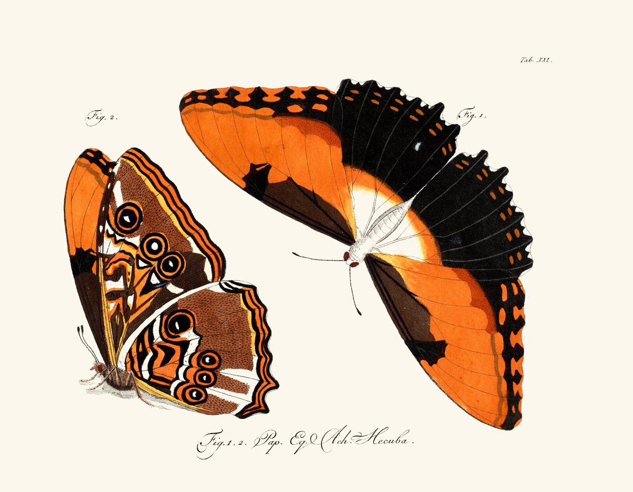 Butterflies by German School