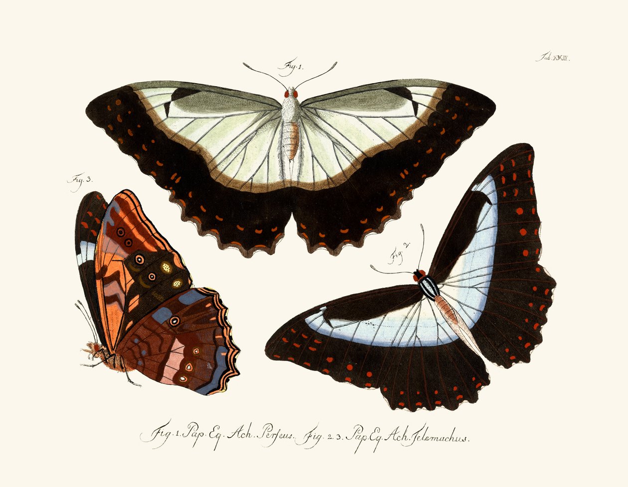 Butterflies by German School