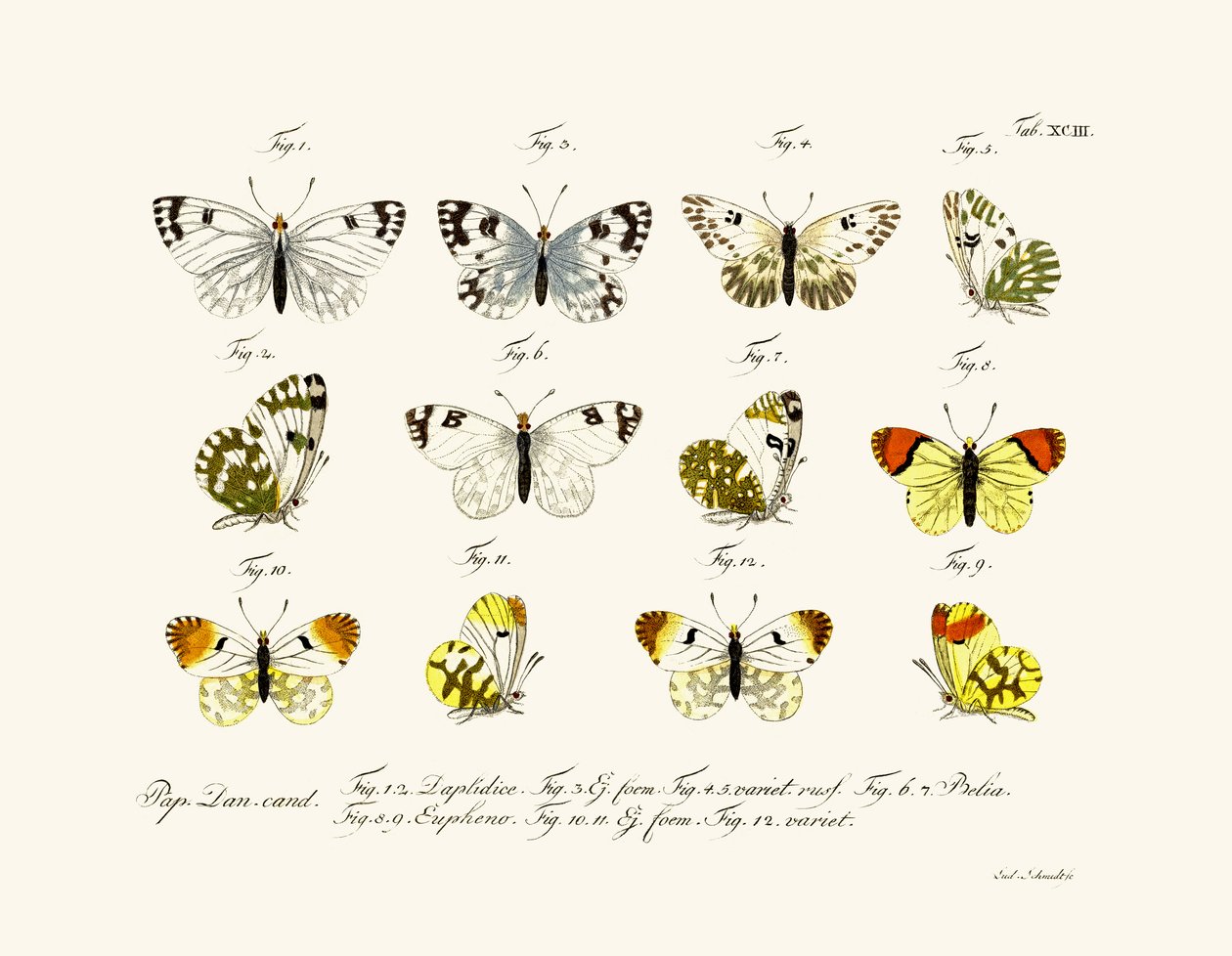 Butterflies by German School