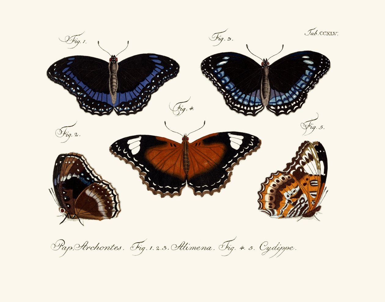 Butterflies by German School