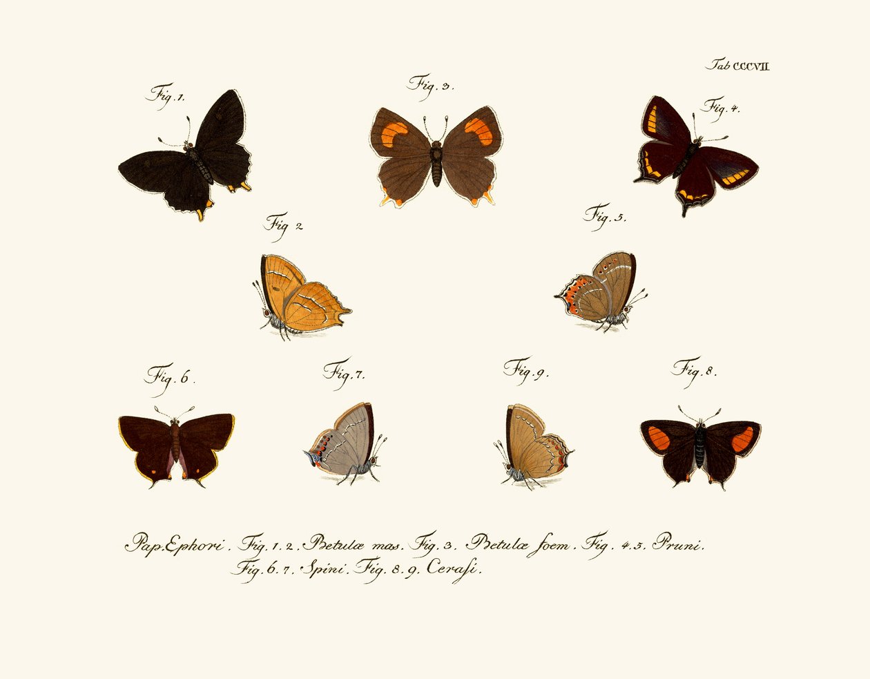 Butterflies by German School