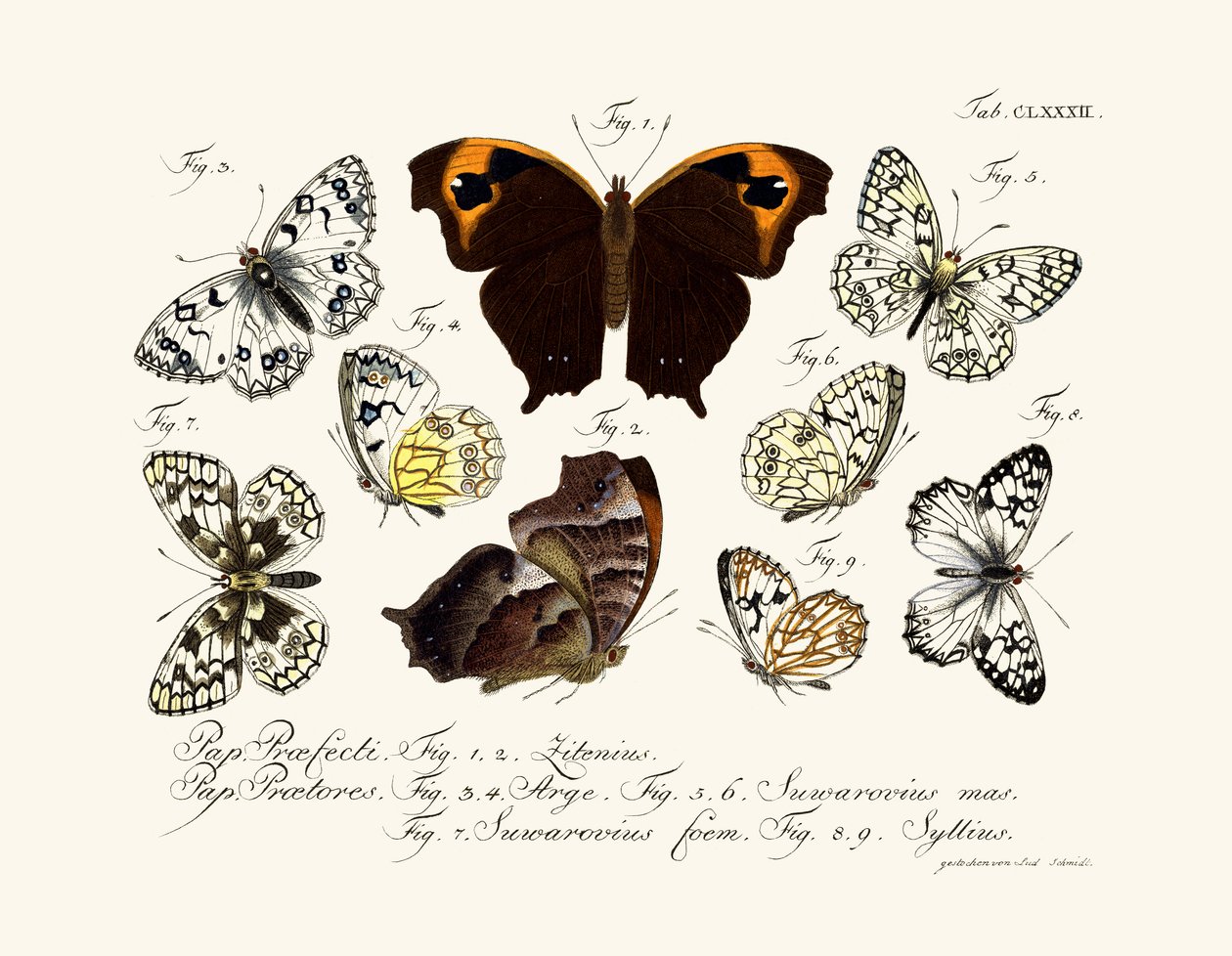 Butterflies by German School