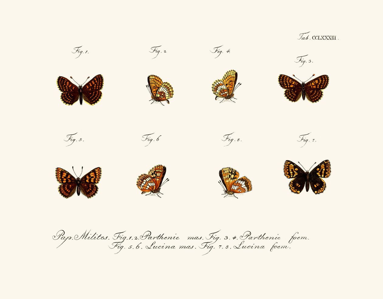 Butterflies by German School