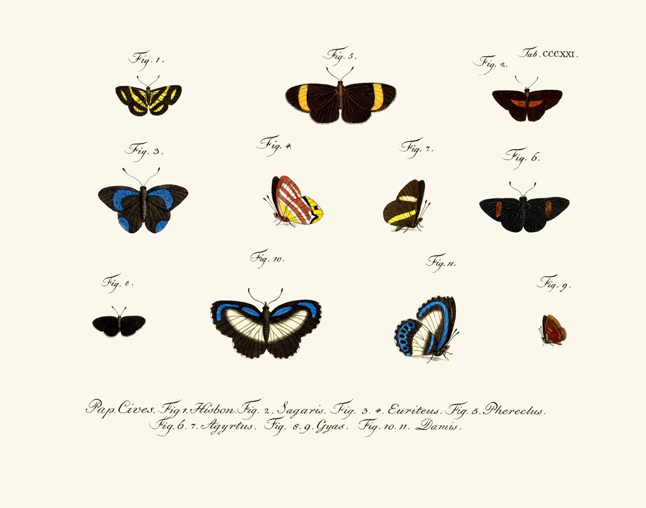 Butterflies by German School