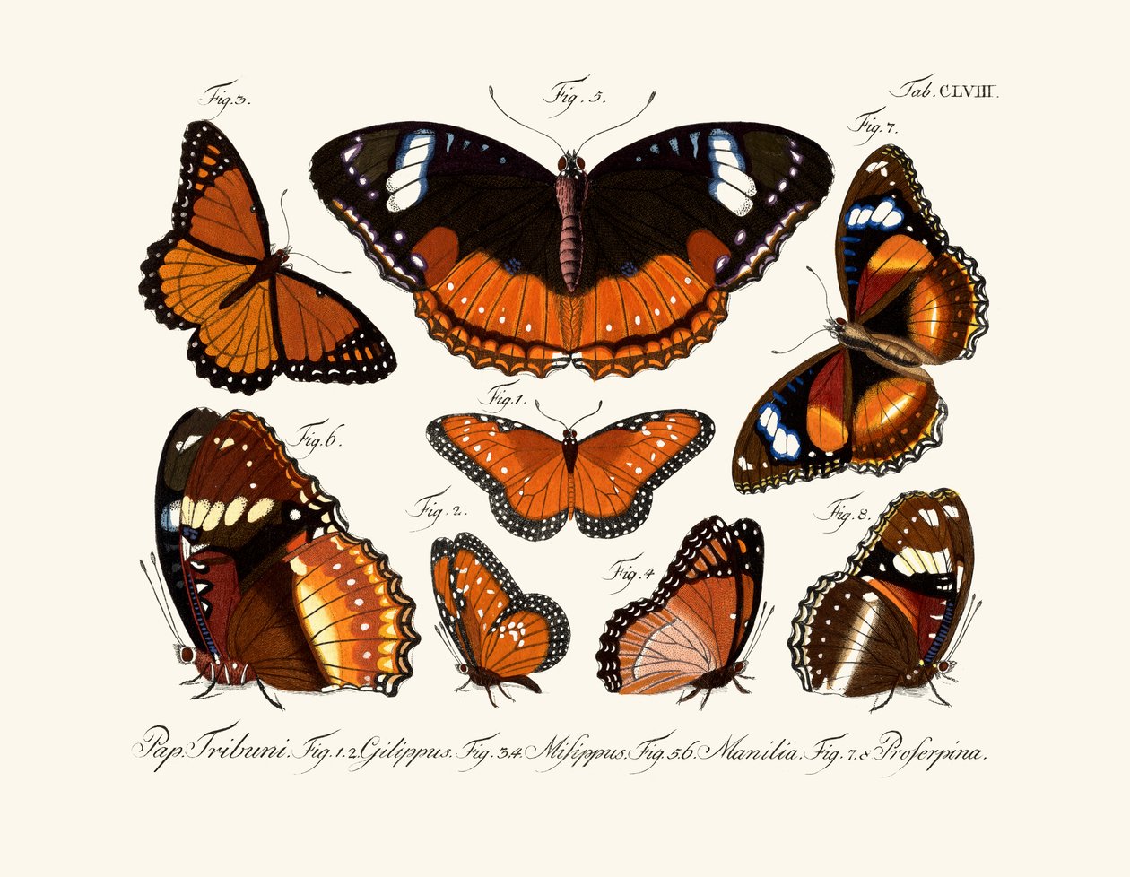 Butterflies by German School
