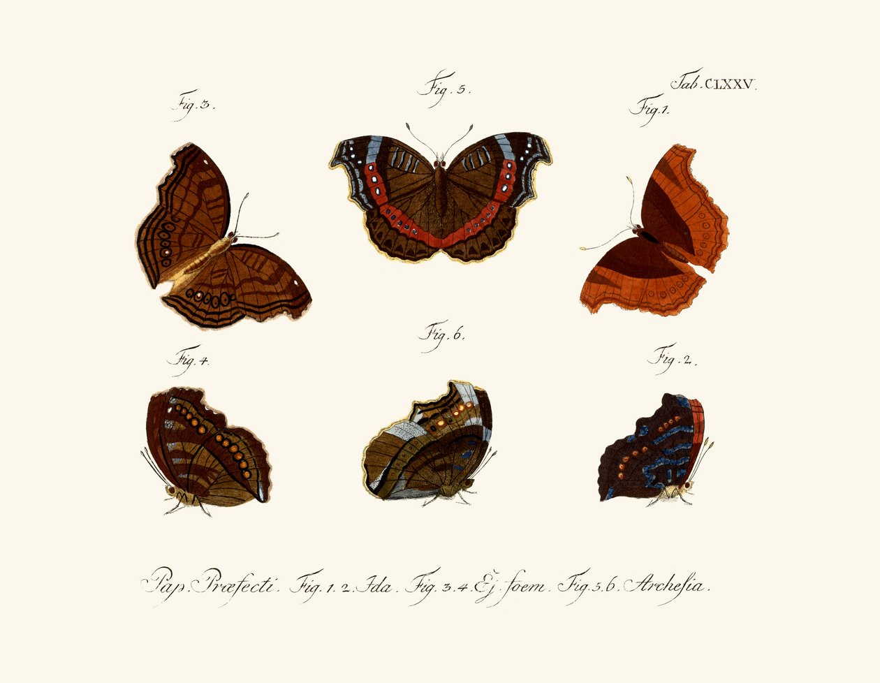 Butterflies by German School