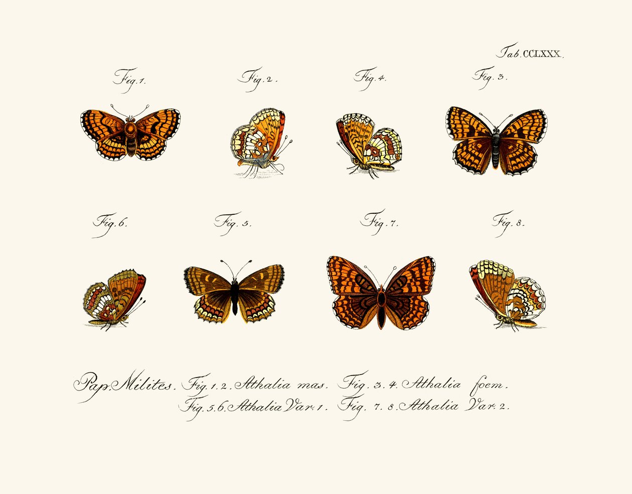 Butterflies by German School
