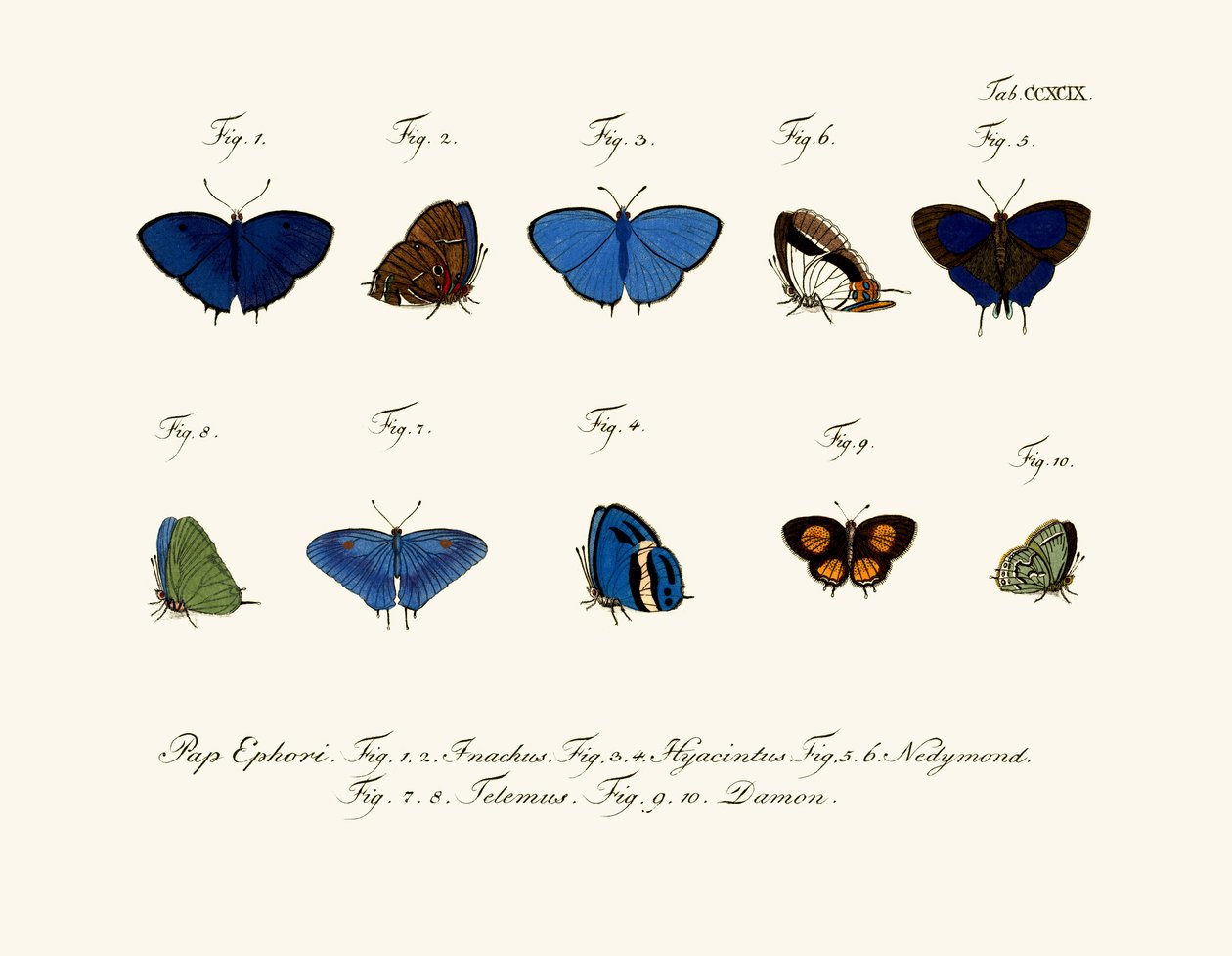 Butterflies by German School