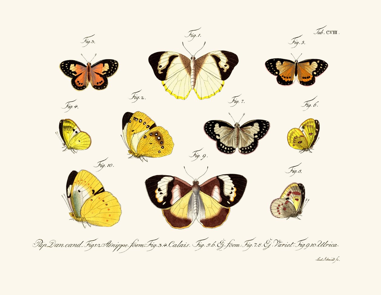 Butterflies by German School