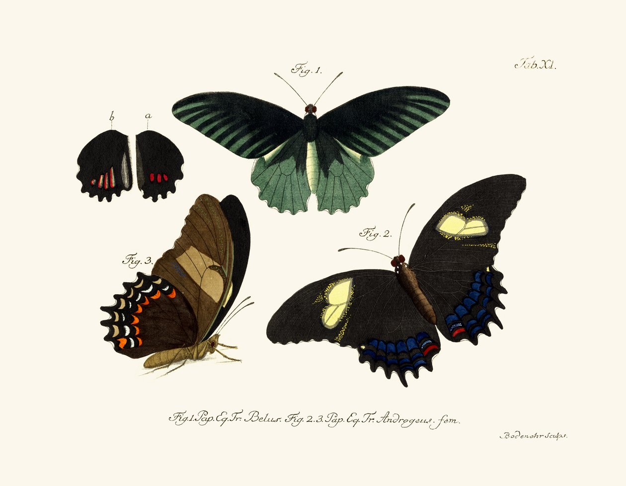 Butterflies by German School